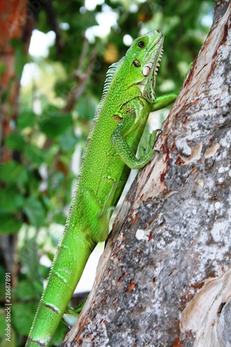 Iguane vert, guadeloupe