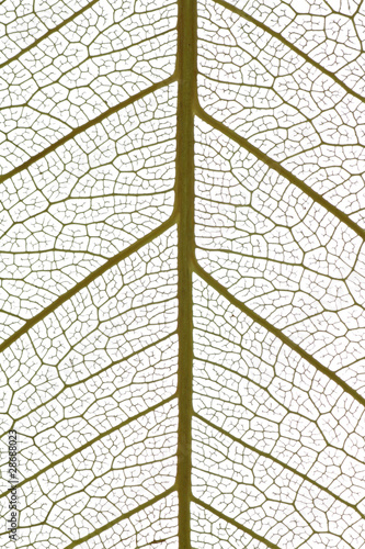 Nervures de feuille isolées