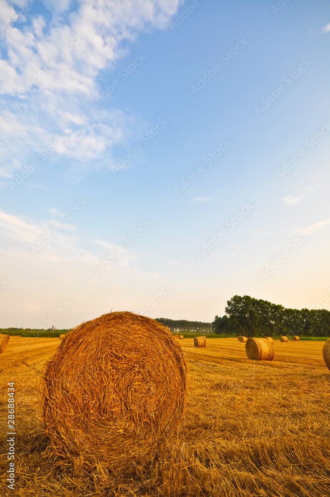 Meadow of hay bales