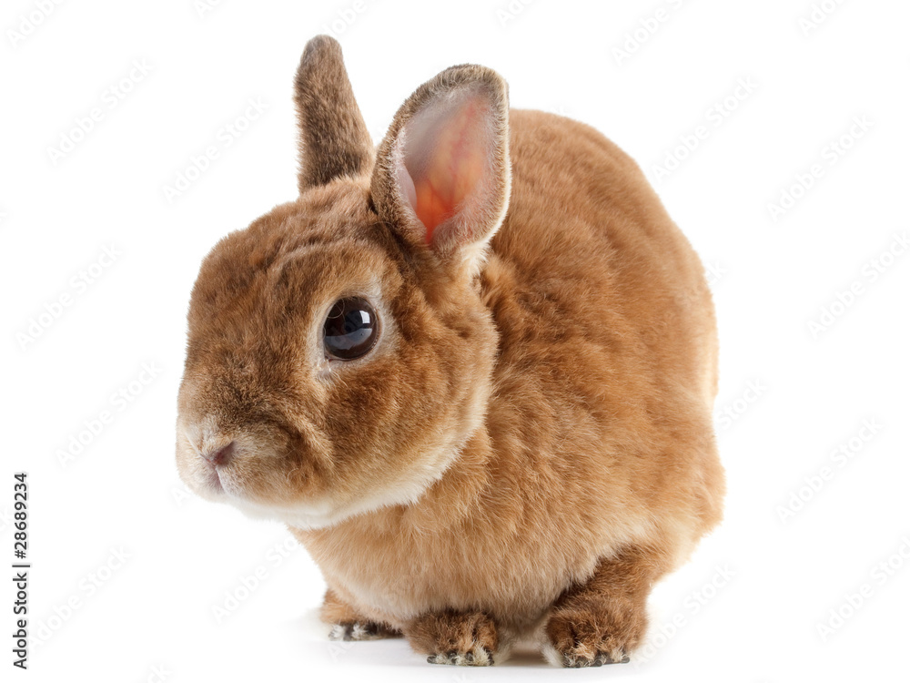 Obraz premium Rabbit.