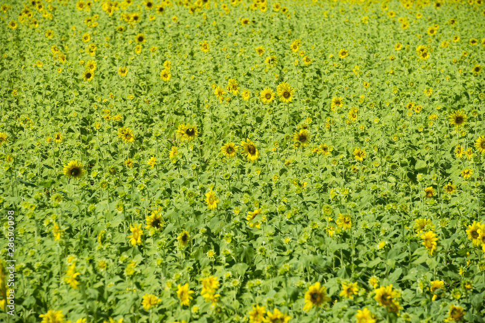 Sunflowers field in Lopburi, Thailand.