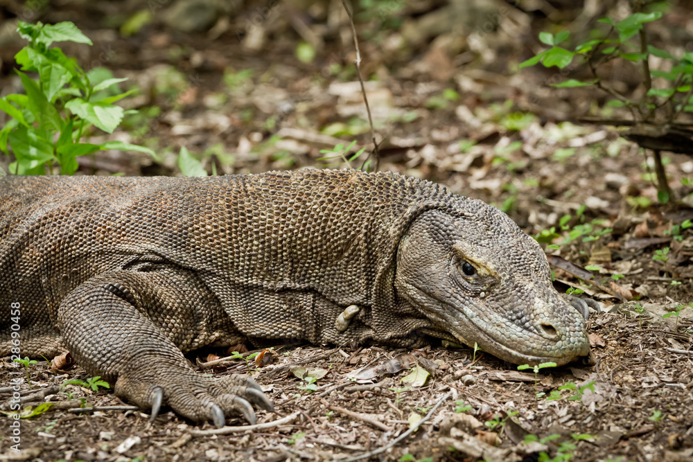 Fototapeta premium komodo dragon in natural habitat