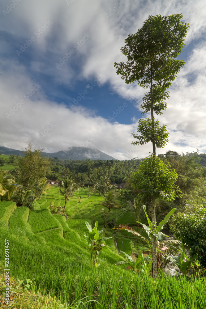 Fototapeta premium landscape with traditional rice field paddy in Bali, Indonesia