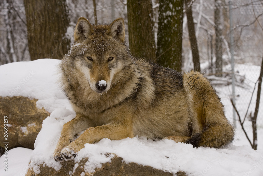 European grey wolf (Canis lupus lupus) European grey wolf (Canis lupus lupus)