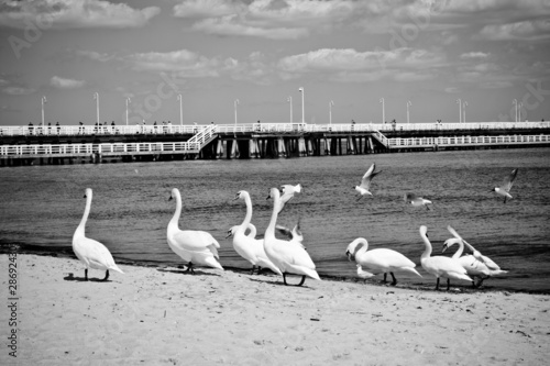 birds at pier photo