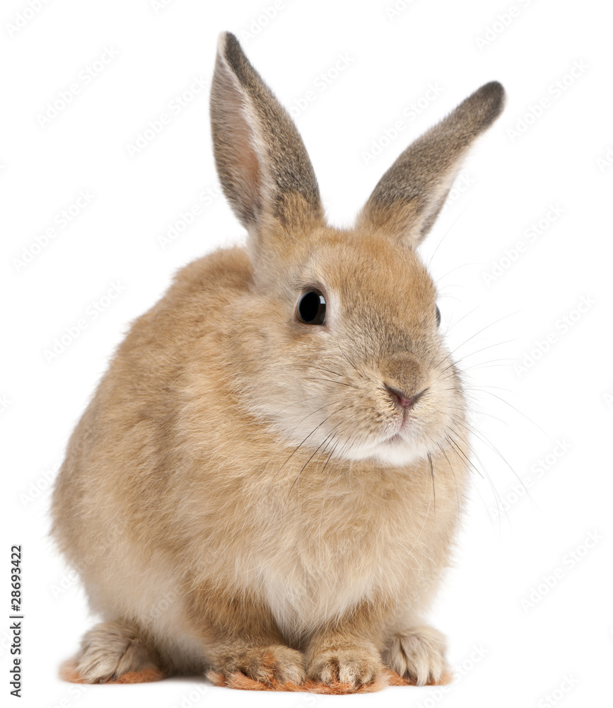 Fototapeta premium Królik Bunny przed białym tle