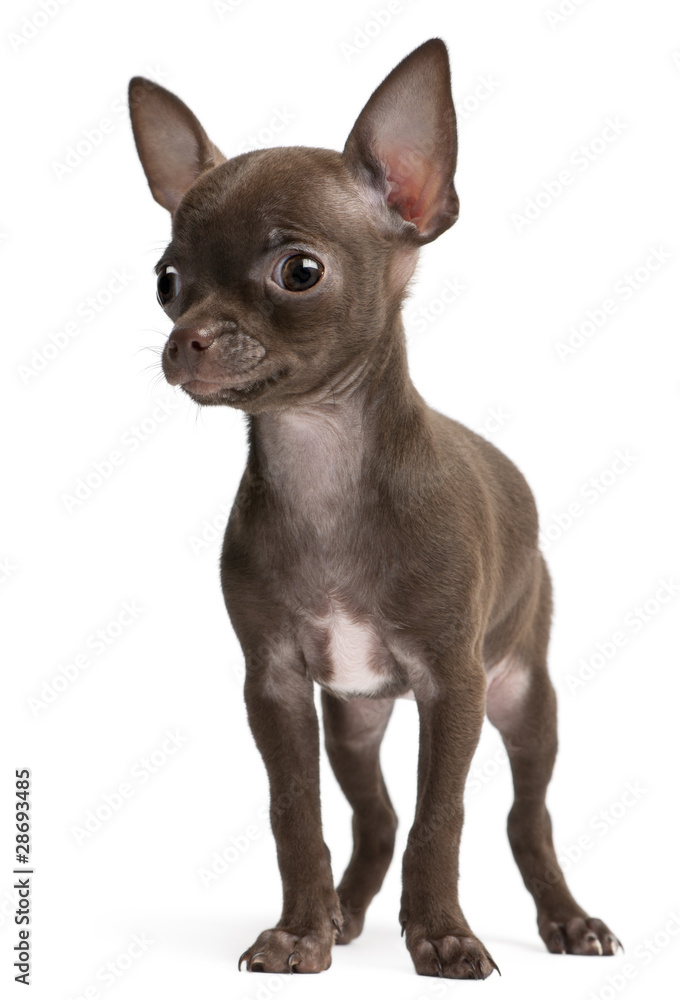 Chihuahua puppy, 10 weeks old, standing