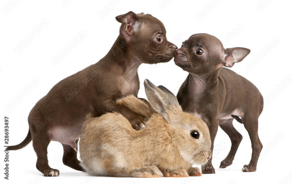 Fototapeta premium Chihuahua puppies, 10 weeks old, and rabbit