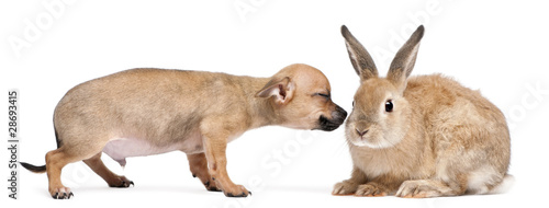 Chihuahua puppy playing with rabbit in front of white background