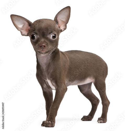 Chihuahua puppy, 10 weeks old, standing