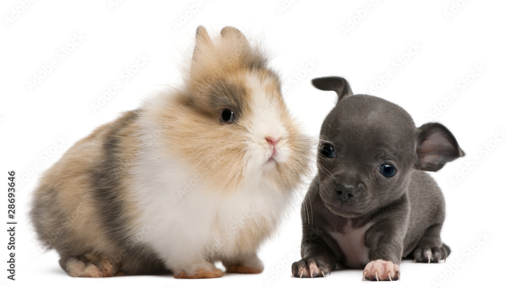 Chihuahua puppy, 6 weeks old, and rabbit
