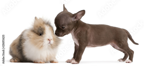 Chihuahua puppy, 10 weeks old, and rabbit