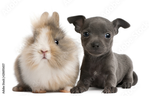Chihuahua puppy  6 weeks old  and rabbit