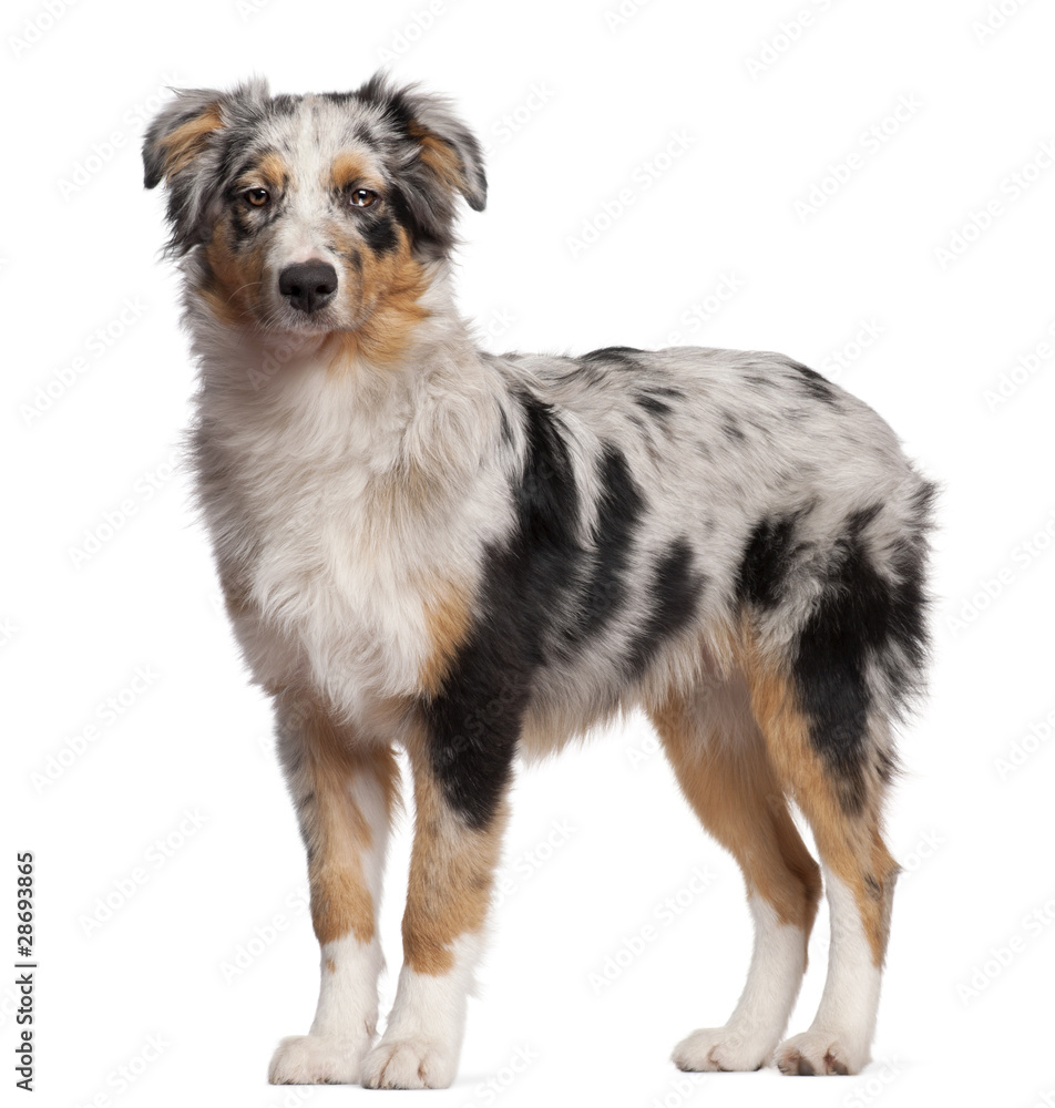 Australian Shepherd dog standing in front of white background Australian Shepherd dog standing in front of white background