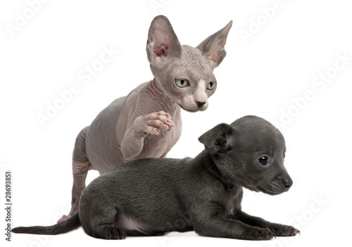 Chihuahua puppy  10 weeks old  interacting with a Sphynx kitten