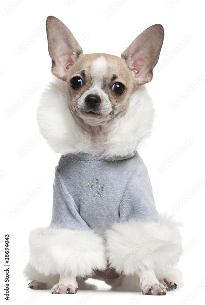 Chihuahua puppy dressed in winter outfit, 4 months old, sitting