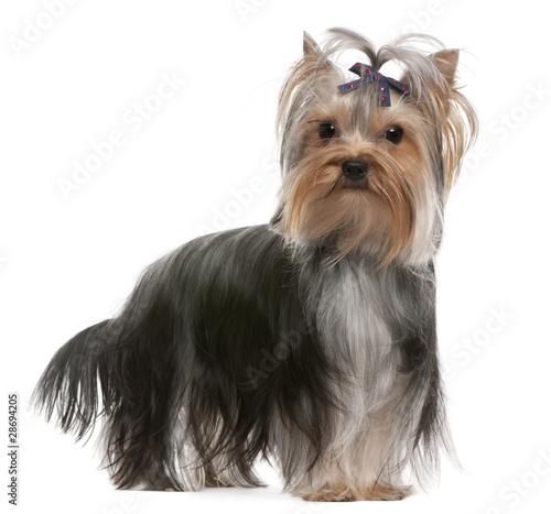 Yorkshire Terrier with hairbow, 13 months old, standing