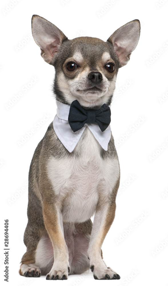 Chihuahua wearing bowtie, 3 years old, sitting