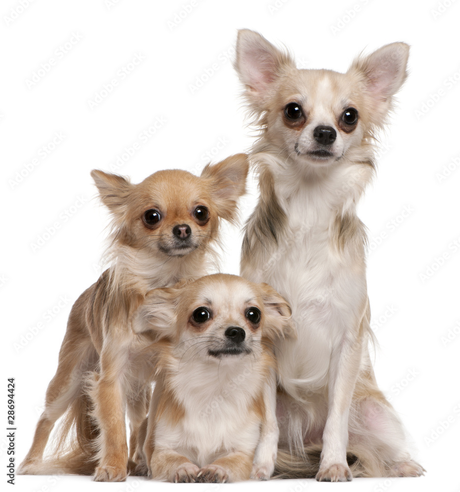 Three Chihuahuas sitting in front of white background