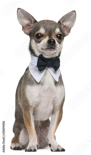 Chihuahua wearing bowtie, 3 years old, sitting