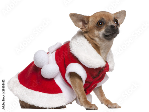 Chihuahua dressed in Santa outfit sitting © Eric Isselée