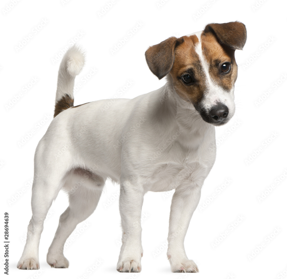 Jack Russell Terrier puppy, 7 months old, standing Jack Russell Terrier puppy, 7 months old, standing
