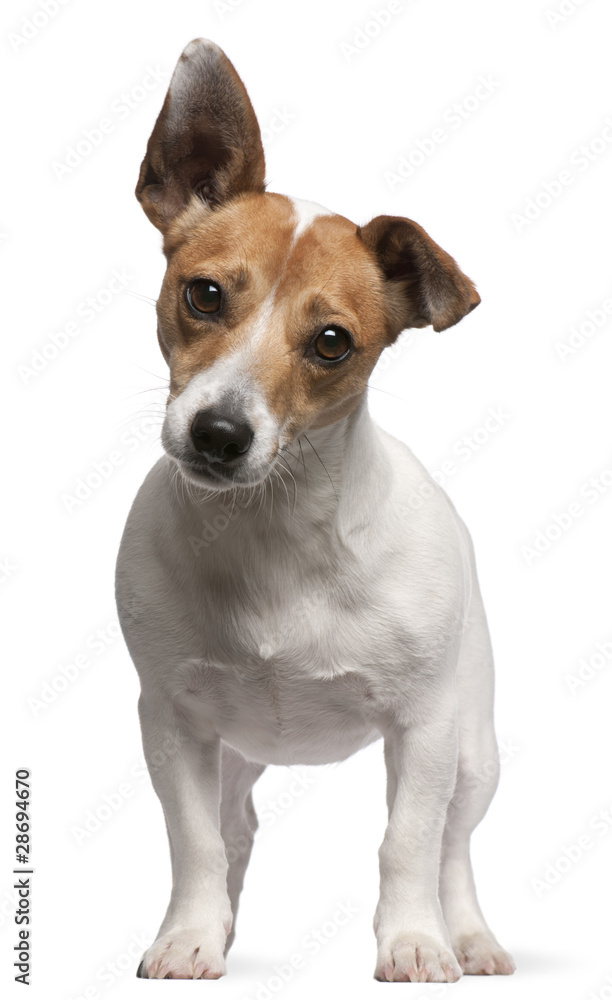 Jack Russell Terrier puppy, 2 months old, standing Jack Russell Terrier puppy, 2 months old, standing