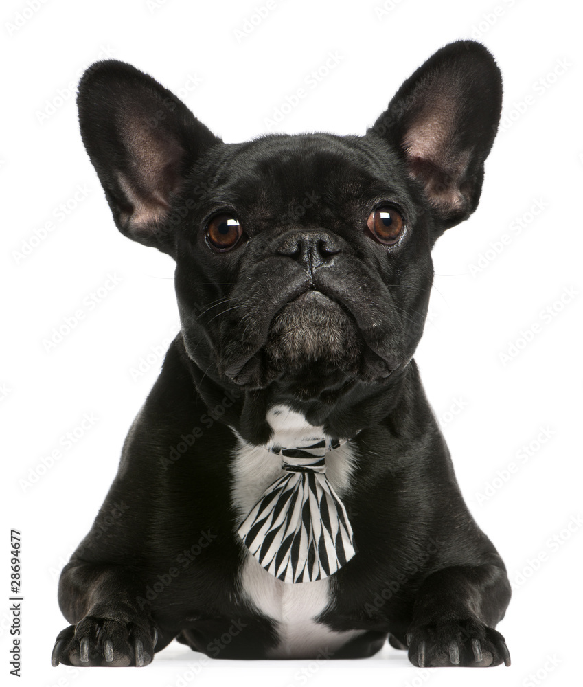 French bulldog wearing bowtie, 5 years old, lying