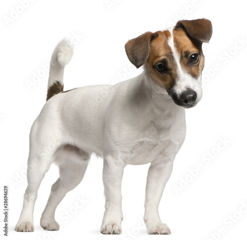 Photo Jack Russell Terrier puppy, 7 months old, standing