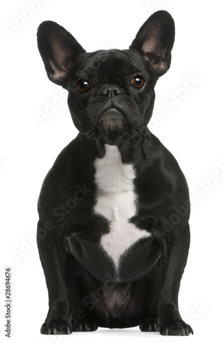 French bulldog, 3 years old, sitting © Eric Isselée