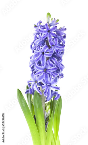 Blue hyacinth