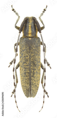 Agapanthia villosoviridescens photo