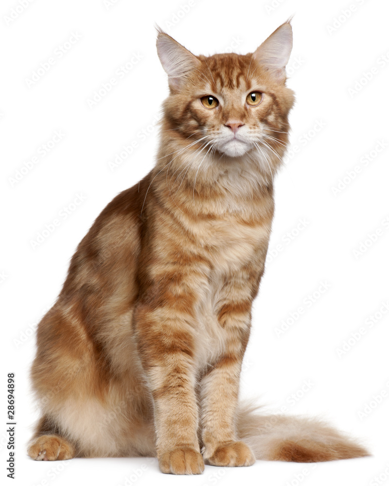 Maine Coon kitten, 9 months old, sitting Maine Coon kitten, 9 months old, sitting
