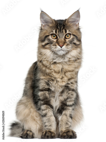 Maine Coon cat, 5 months old, sitting