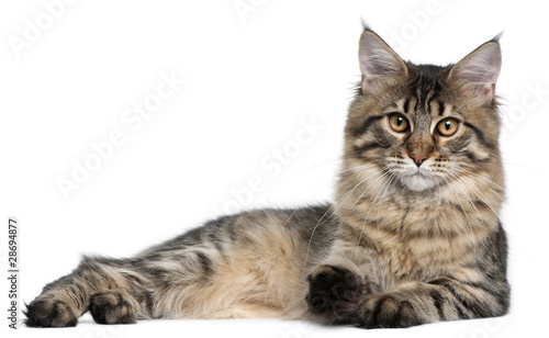 Maine Coon cat, 9 months old, lying © Eric Isselée