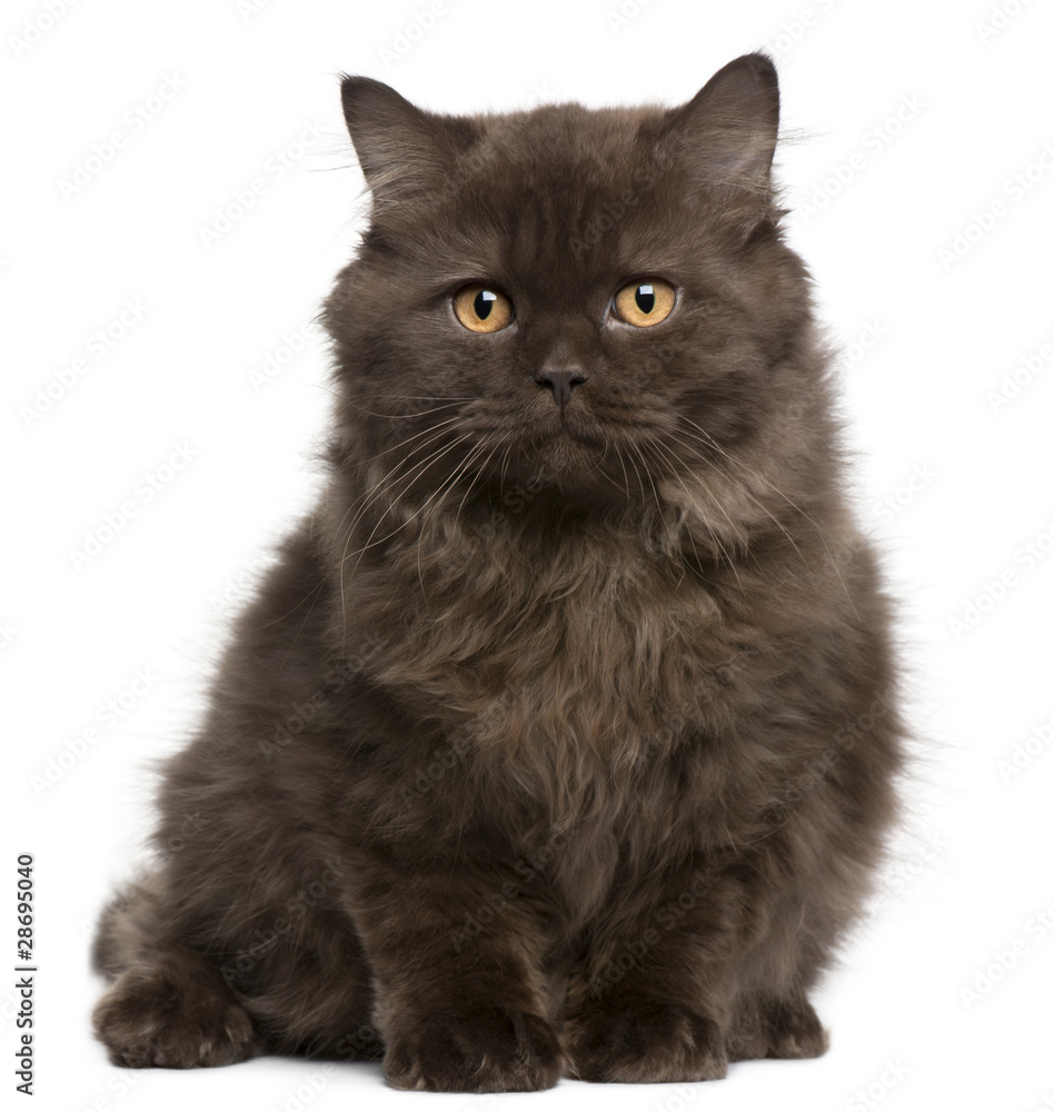 British Longhair kitten, 3 months, sitting British Longhair kitten, 3 months, sitting