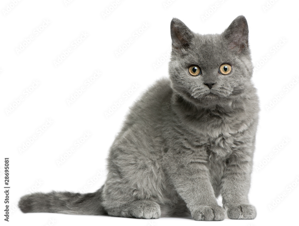 Obraz premium Selkirk Rex kitten, 3 months old, sitting