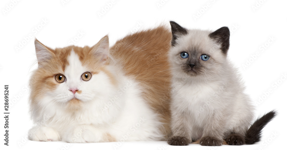 British Shorthair kittens, 2 and 5 months old, sitting
