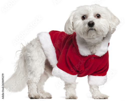 Maltese wearing Santa outfit, 5 years old, standing