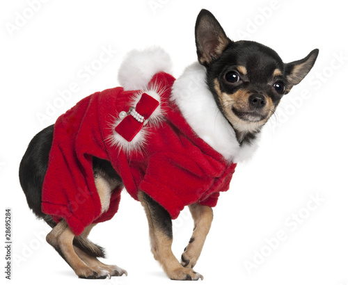 Chihuahua in Santa outfit, 3 years old, standing © Eric Isselée