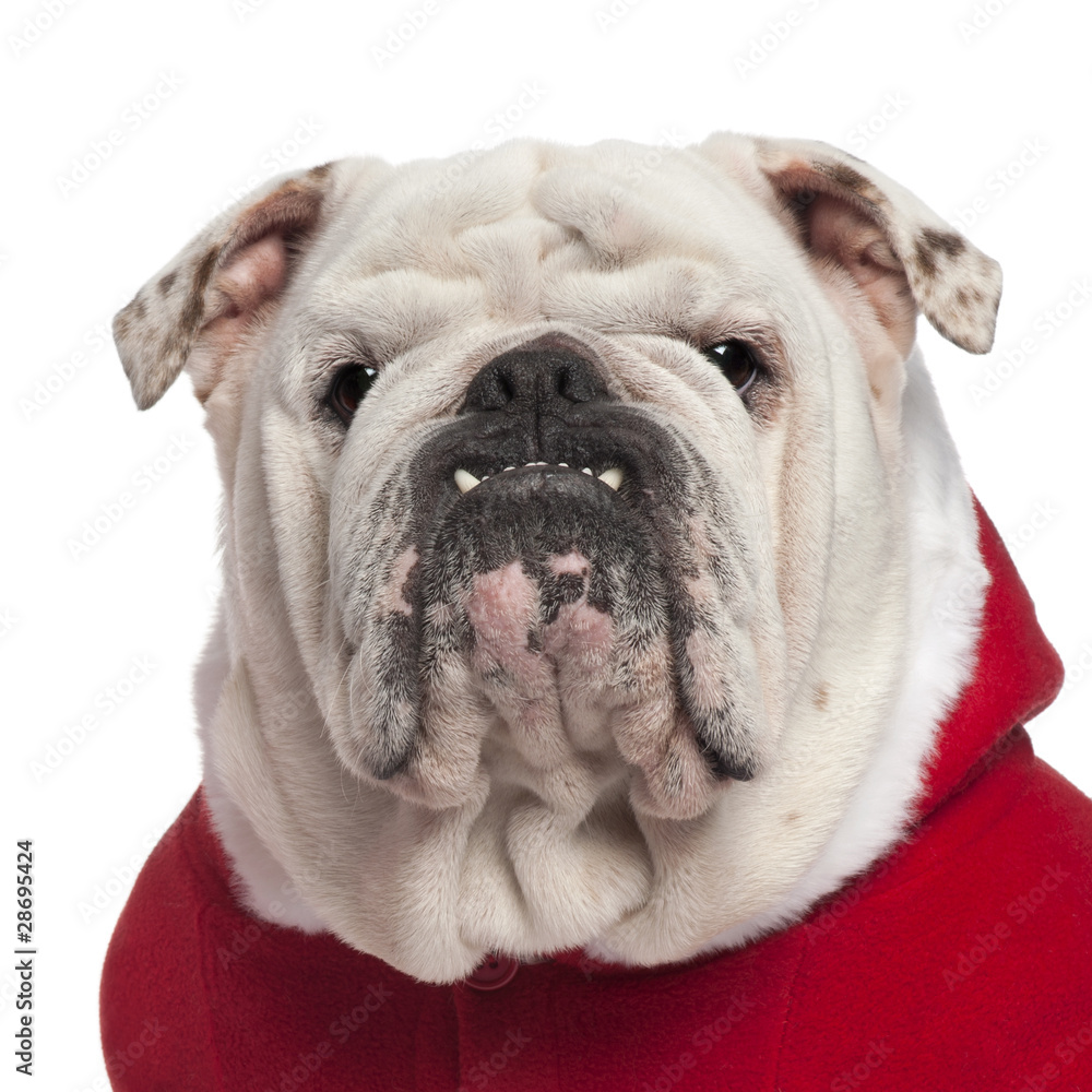 Close-up of English bulldog in Santa outfit, 4 years old