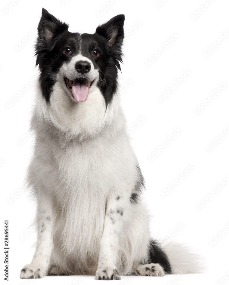 Border Collie, 8 years old, sitting