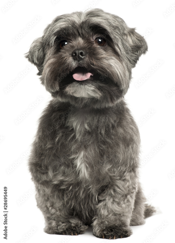 Shih Tzu panting, 3 years old, sitting