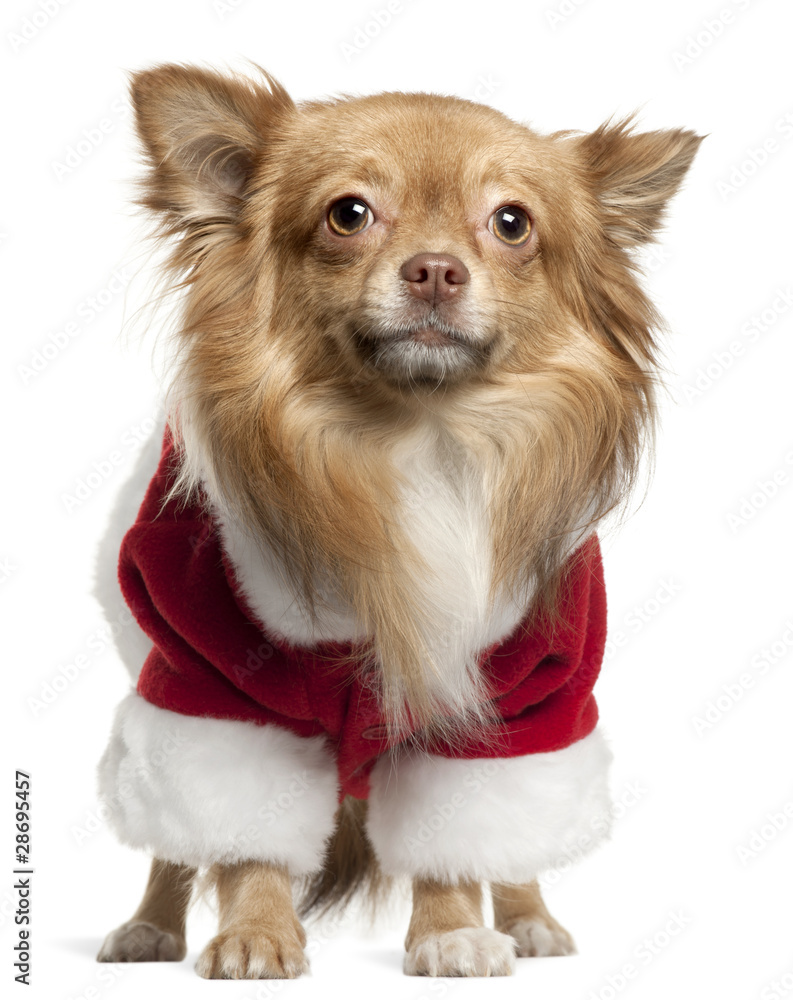 Chihuahua wearing Santa outfit, 1 year old, standing