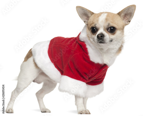 Chihuahua wearing Santa outfit, 3 years old, standing