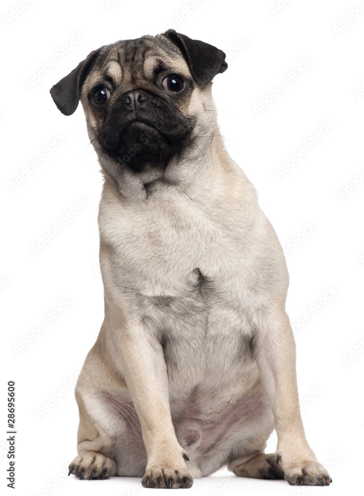 Pug puppy, 6 months old, sitting in front of white background