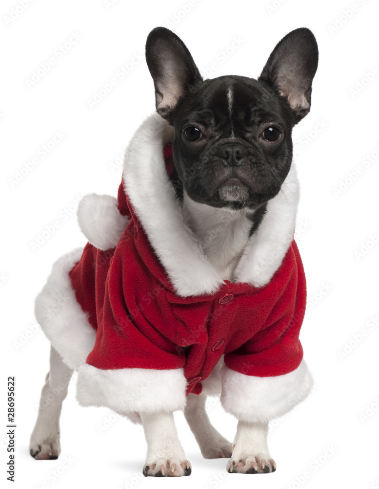 French bulldog puppy wearing Santa outfit, 6 months old