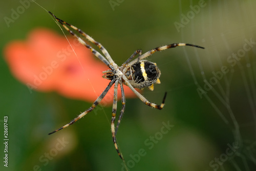 Ragno vespa © luigipinna