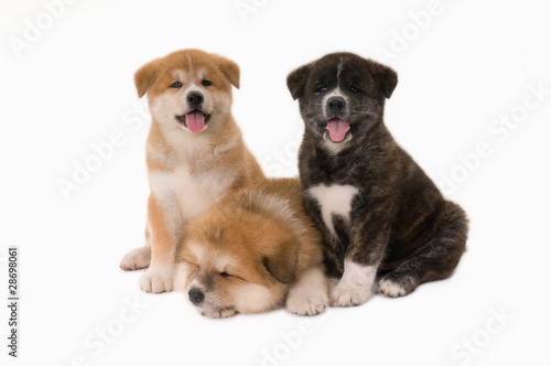 Puppie dogs Akita Inu