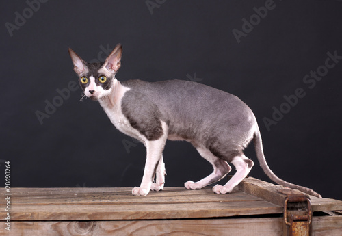 Cuadro en lienzo Cornish rex cat